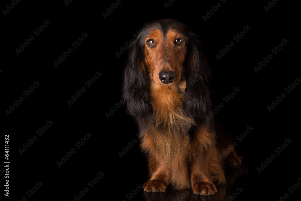 Teckel (dachshund)