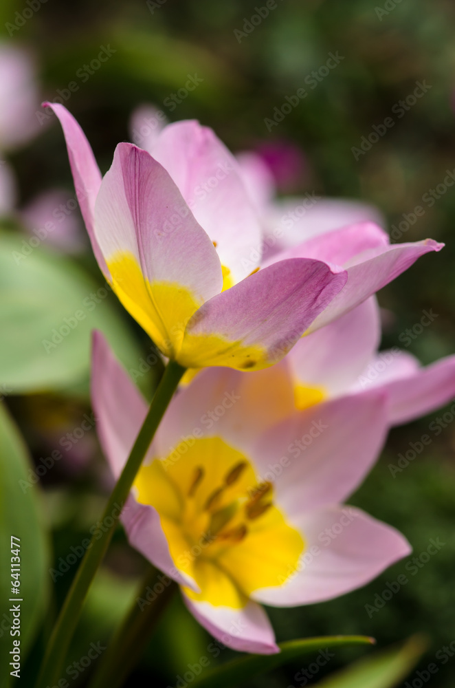 pink yellow flower