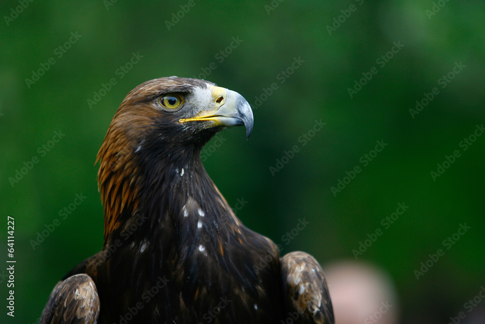 Fototapeta premium Portrait of a golden eagle Aquila chrysaetos