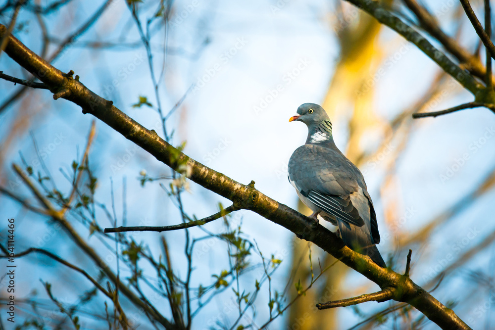 Pigeon sitting on a branch in the forest Pigeon sitting on a branch in the forest