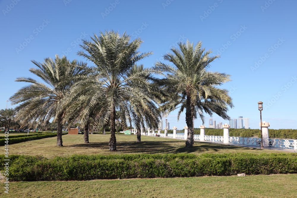Palm Trees at the corniche in Abu Dhabi, United Arab Emirates