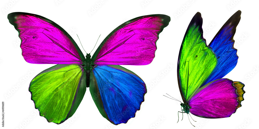 beautiful butterfly isolated on white beautiful butterfly isolated on white