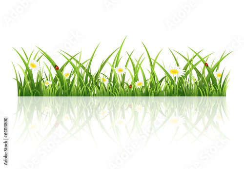 Grass on white background