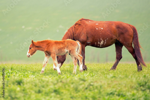 Mare and foal