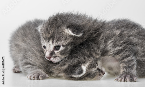 newborn kittens on a white background