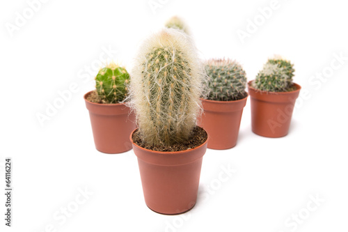 Collection of cactus  isolated on white