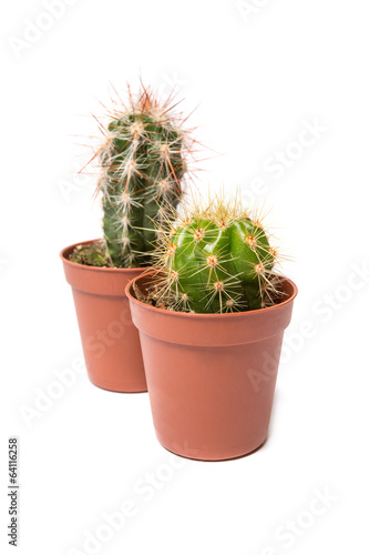 Collection of cactus, isolated on white
