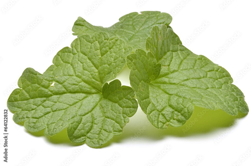 Melissa officinalis Mélisse officinale レモンバーム Zitronenmelisse Melissa officinalis Mélisse officinale レモンバーム Zitronenmelisse