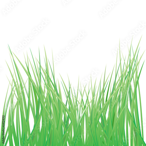 vector green grass