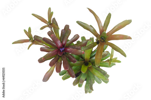 Slika na platnu Bromeliad isolated on white background