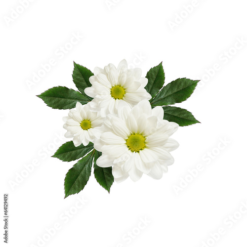 Daisy flowers arrangement
