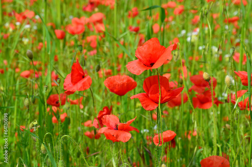 the picturesque landscape with red poppies among the meadow