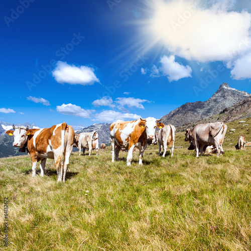 Photos bovini al pascolo in alta montagna