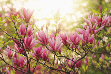 Keuken achterwand Magnolia Roze magnolia in zachte bloei  © tverkhovynets