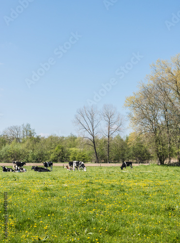 Cows in springtime