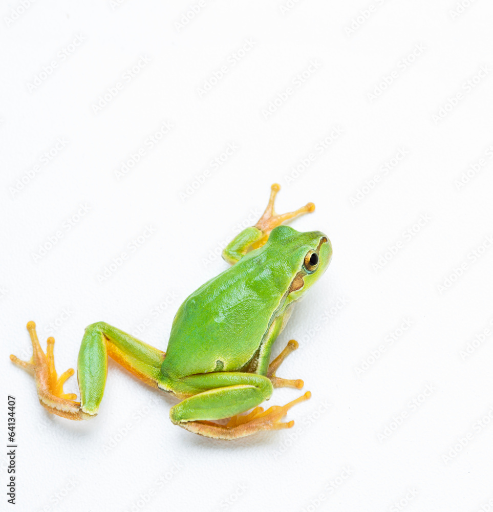 Obraz premium Green frog