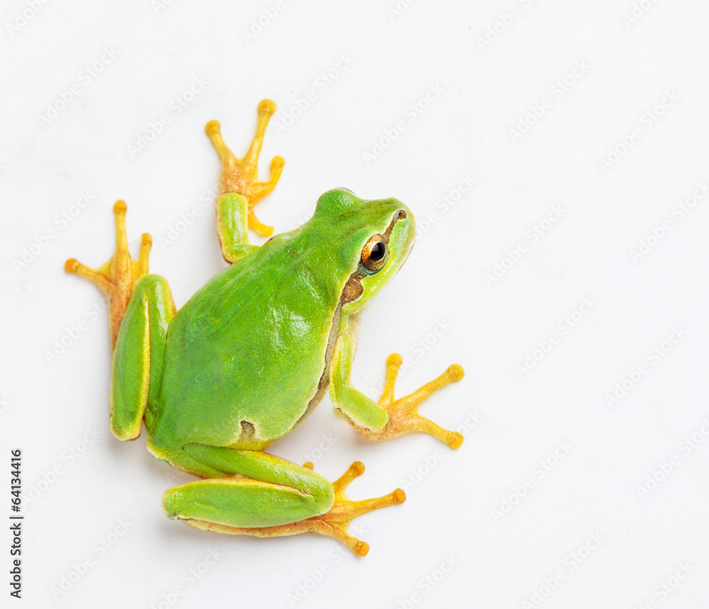 Obraz premium Green frog