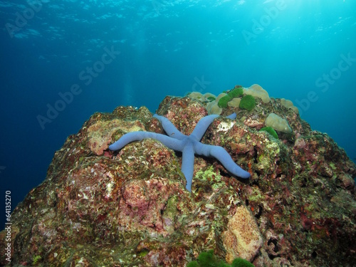 Blue sea star on a reef