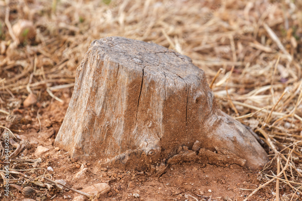 Old stump without bark Old stump without bark