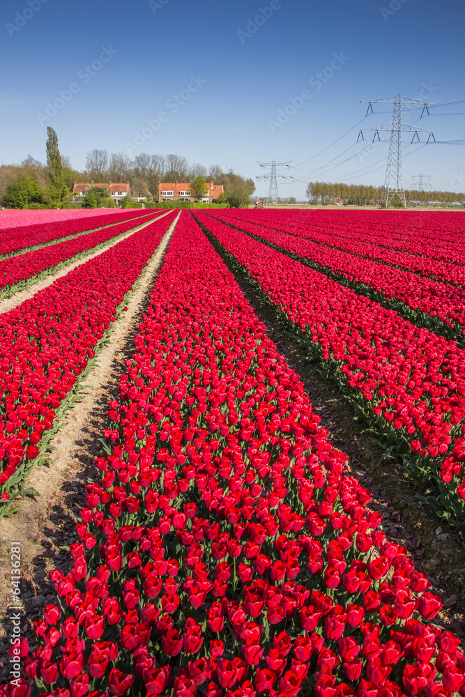 Field of red tulips and a house
