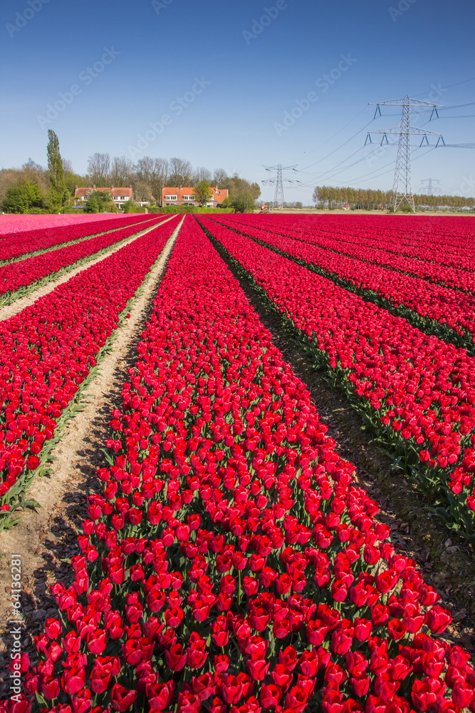Field of red tulips and a house Field of red tulips and a house