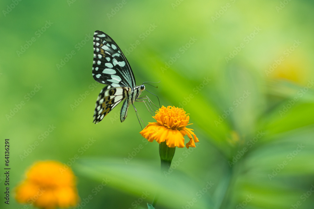 Profile view of a beautiful butterfly on flower Profile view of a beautiful butterfly on flower
