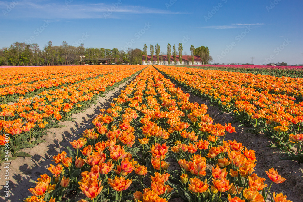 Field of  yellow tulips and a farm