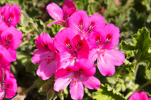 Fototapeta Naklejka Na Ścianę i Meble -  Closeup bright pink geranium