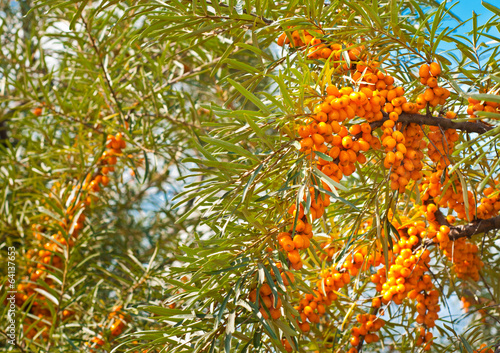 buckthorn on trees