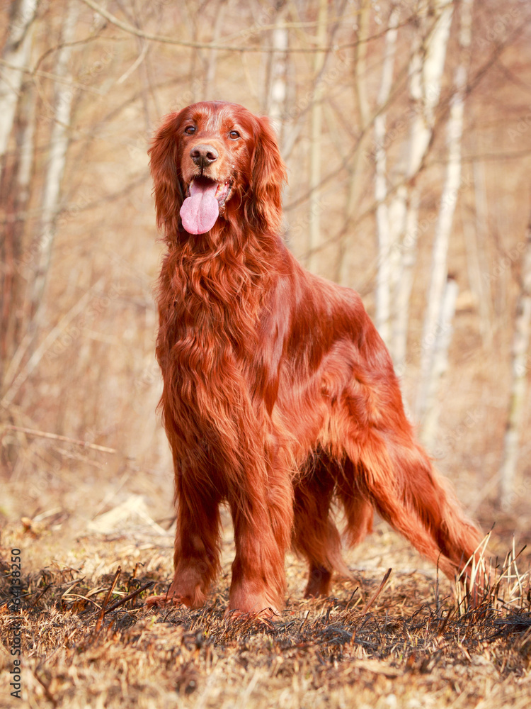 Red irish setter dog Red irish setter dog