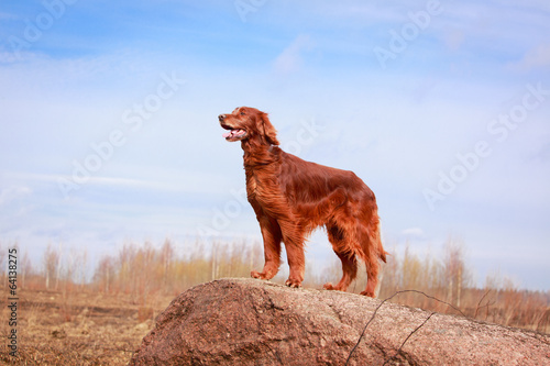 Obraz na płótnie Red irish setter dog