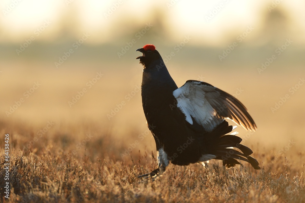 Black grouse jumping Black grouse jumping