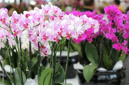 Fototapeta Naklejka Na Ścianę i Meble -  Orchideen in Töpfen