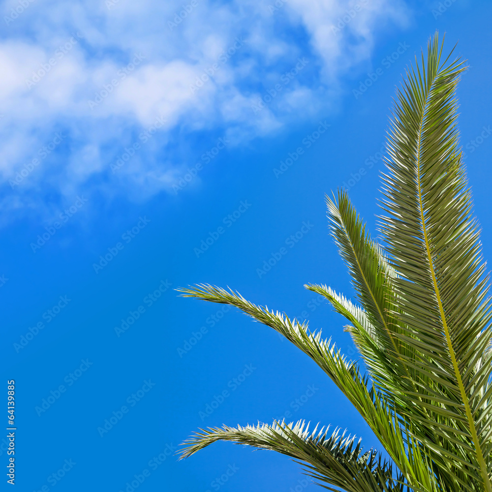 Green palm leaves above blue sky with soft clouds Green palm leaves above blue sky with soft clouds