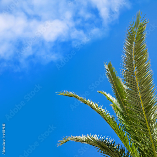 Green palm leaves above blue sky with soft clouds © evannovostro