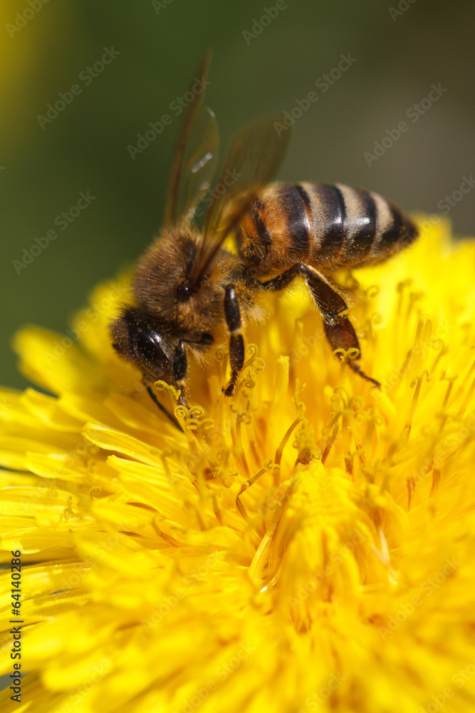 Bee collecting pollen on yellow dandelion. macro. Bee collecting pollen on yellow dandelion. macro.