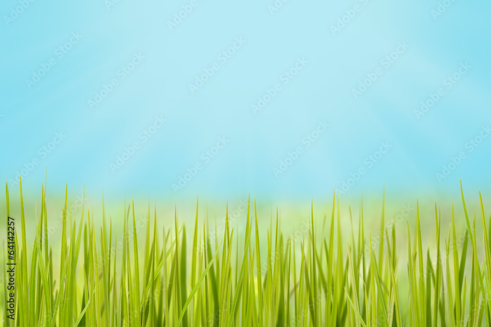 grass on the meadow in bright sunlight