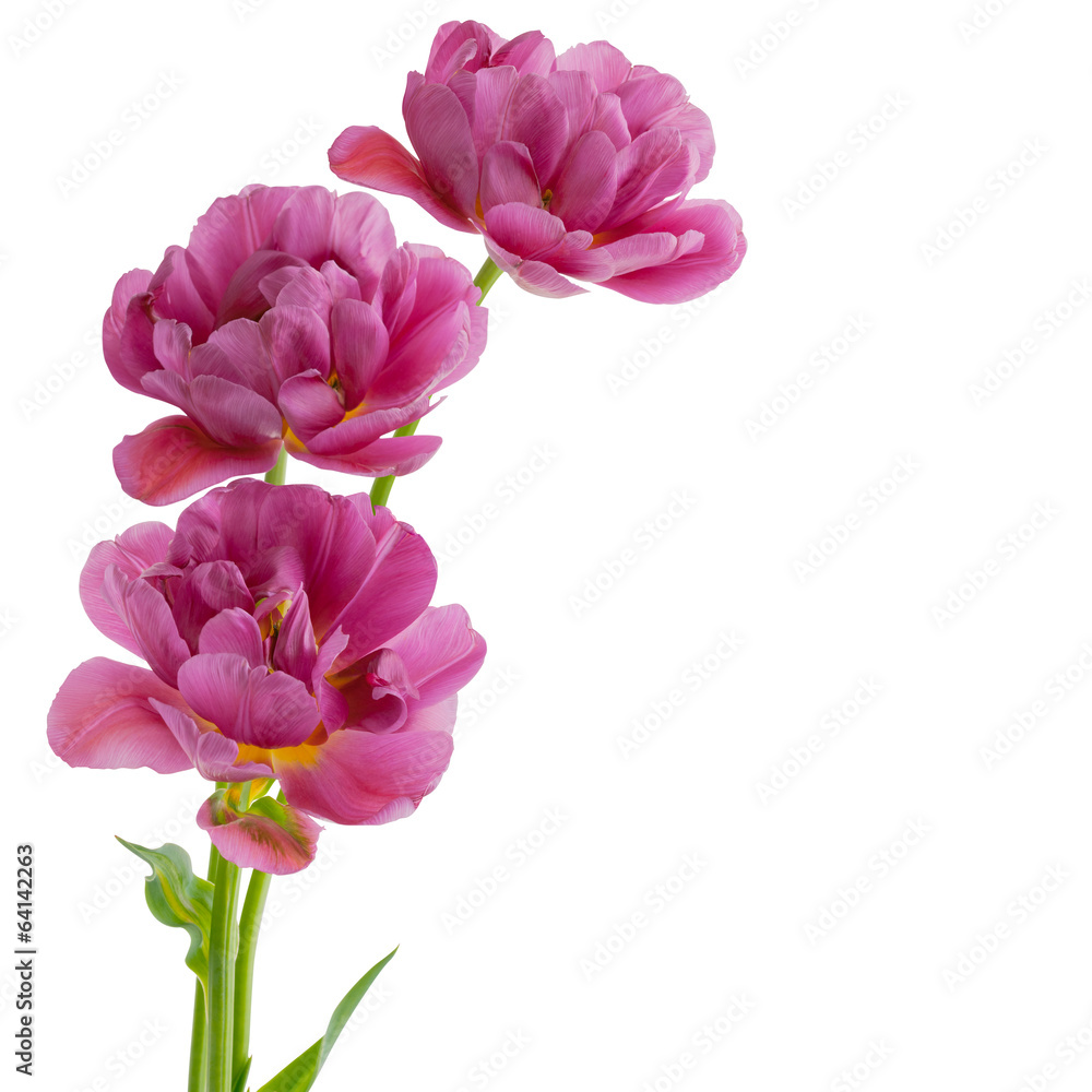 Obraz premium Tulips isolated on white background
