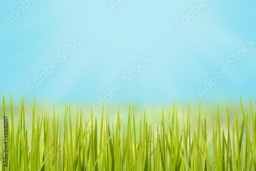 grass on the meadow in bright sunlight