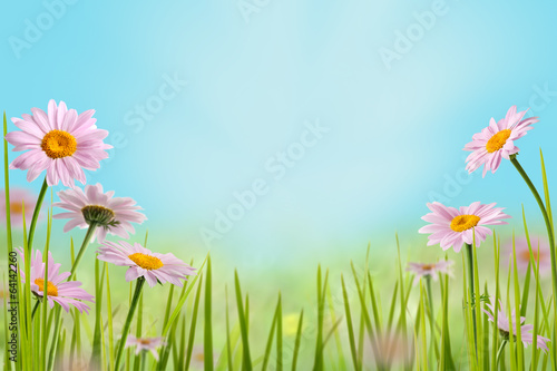 daisy flowers on the meadow in bright sunlight