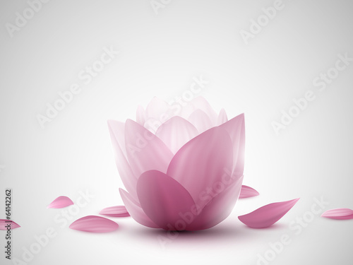 vector lotus flowers