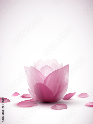 vector lotus flowers