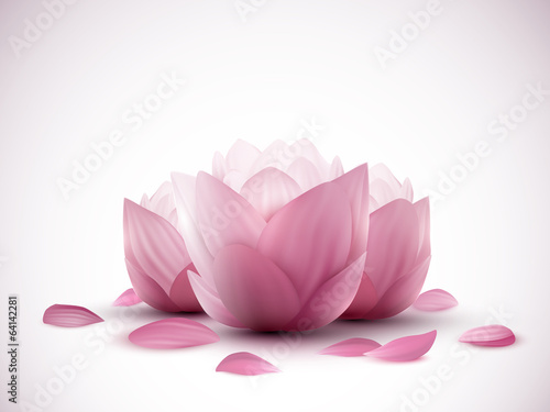 vector lotus flowers