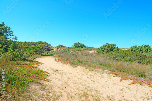 sand and plants