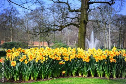 Spring landscape with yellow daffodils
