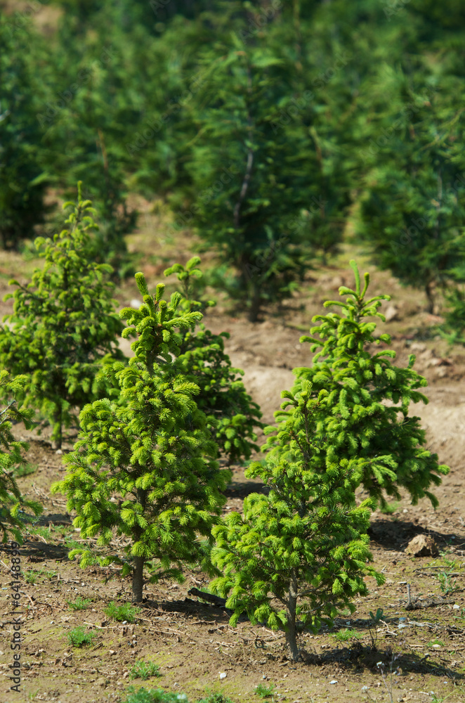 Young coniferous trees growing in a plant nursery