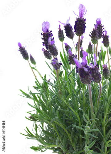 Fototapeta Naklejka Na Ścianę i Meble -  Fresh purple lavender flowers on white