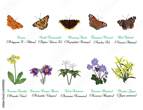 Nature set - butterflies and wild flowers