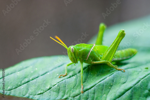 Tablou canvas Bright green grasshopper