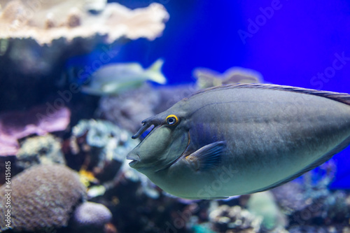 species of fish underwater world